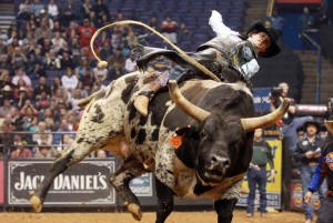 bullrider